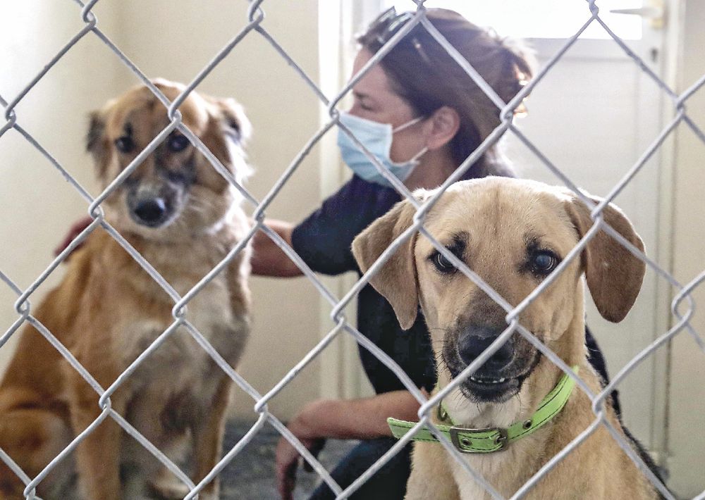 Perros abandonados durante la pandemia buscan familia