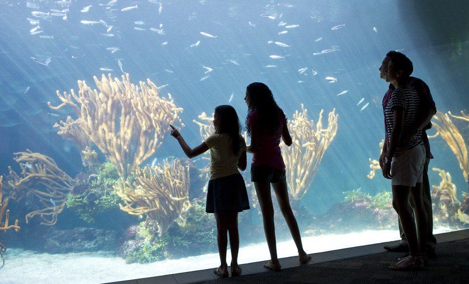 Bermuda Aquarium Museum and Zoo to re-open on 6th July