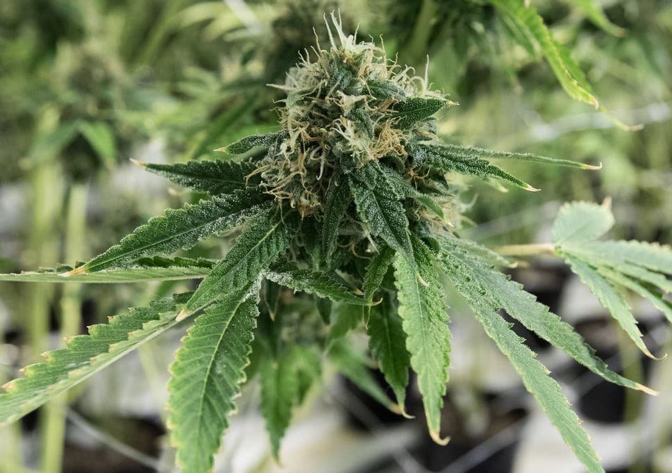 Bill introduced to estinguish Cannabis possession convictions