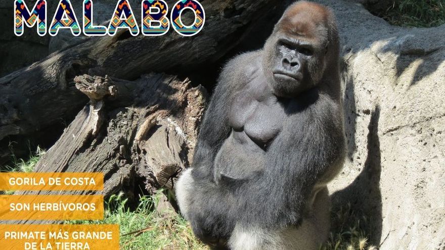 La policía y el zoo están investigando cómo "Malabo" logró entrar en la zona protegida.