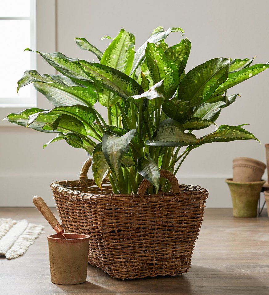 9 Common Houseplants You Might Not Know Are Poisonous