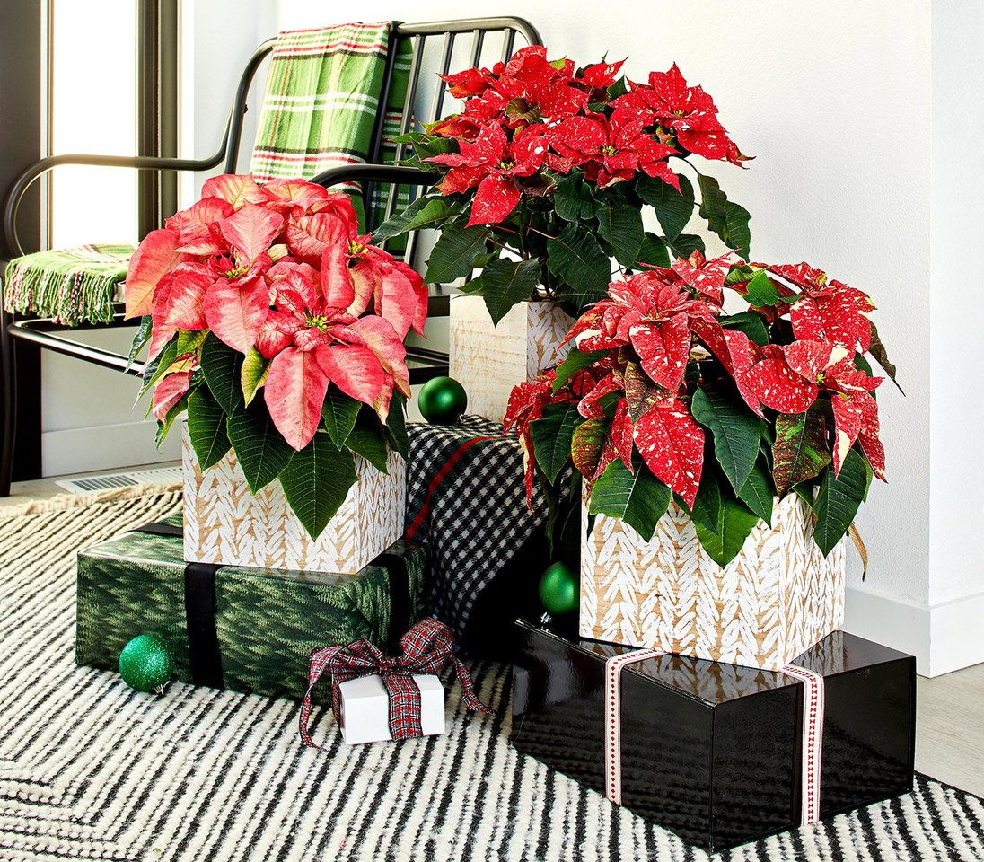5 of the Most Festive Flowering Houseplants for Holiday Decorating