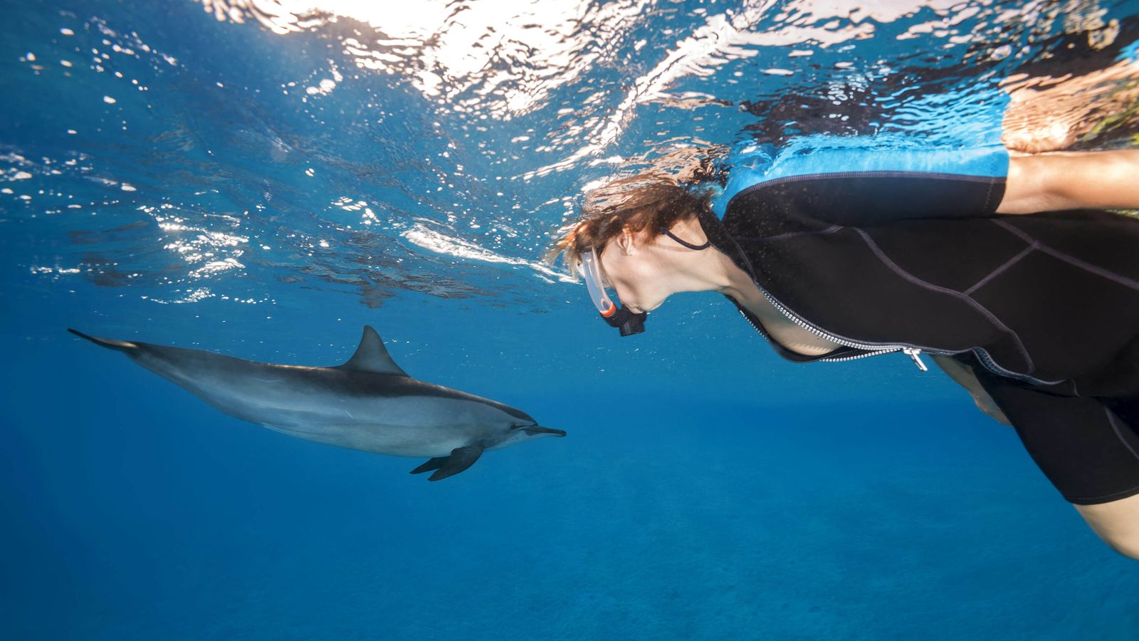 Dolphins have similar personality traits to humans, new study shows