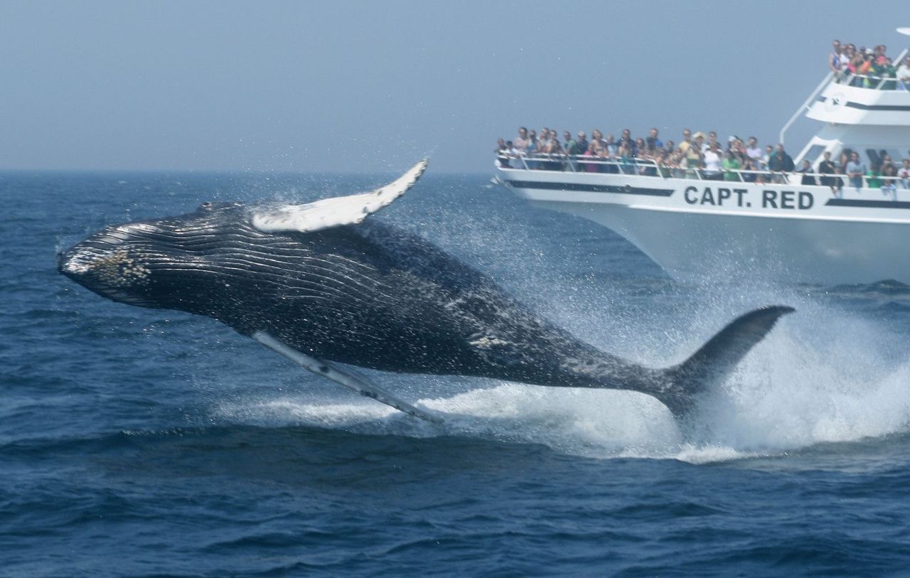 DENR Reminds of Whale Watching Etiquette