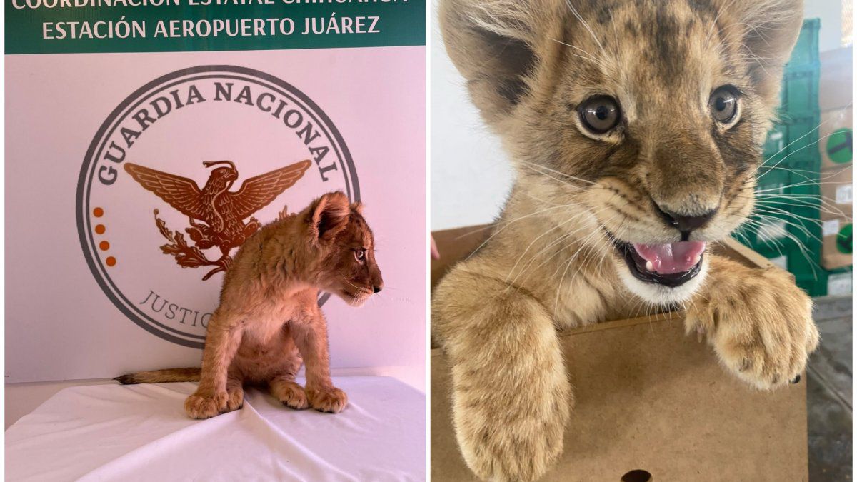 Lion cub seized at Mexico airport