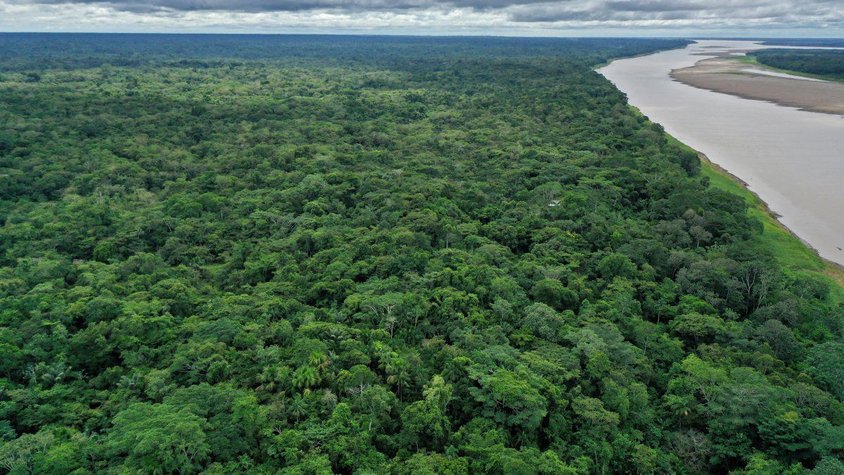 Brazilian states unite to protect the Amazon without depending on Bolsonaro