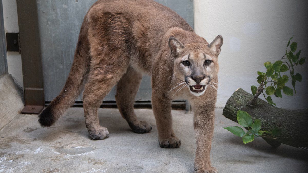 Wild cougar rescued from an apartment in New York