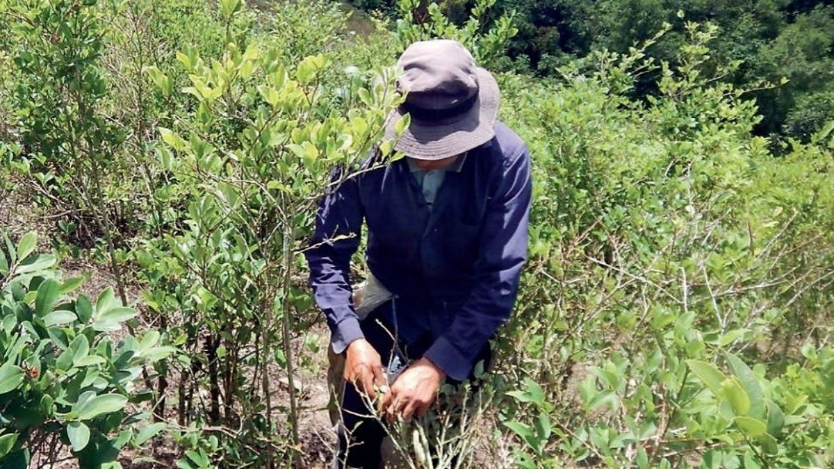 Coca cultivation in Bolivia had a record increase in 2020, according to UN report