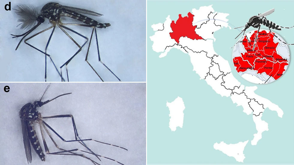 ‘Alien’ mosquitos from East Asia taking over Italy could be vector for viruses – study