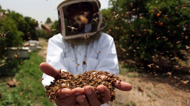 Bee gold: Why honey is an insect superfood