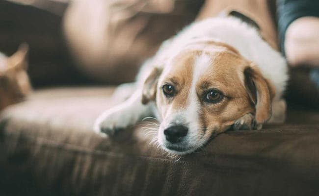 Coronavirus Detected In Pet Dog In UK: Report