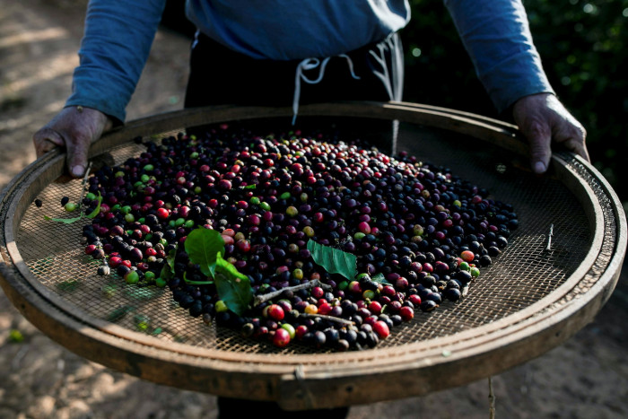 Coffee bean shortage starts to bite