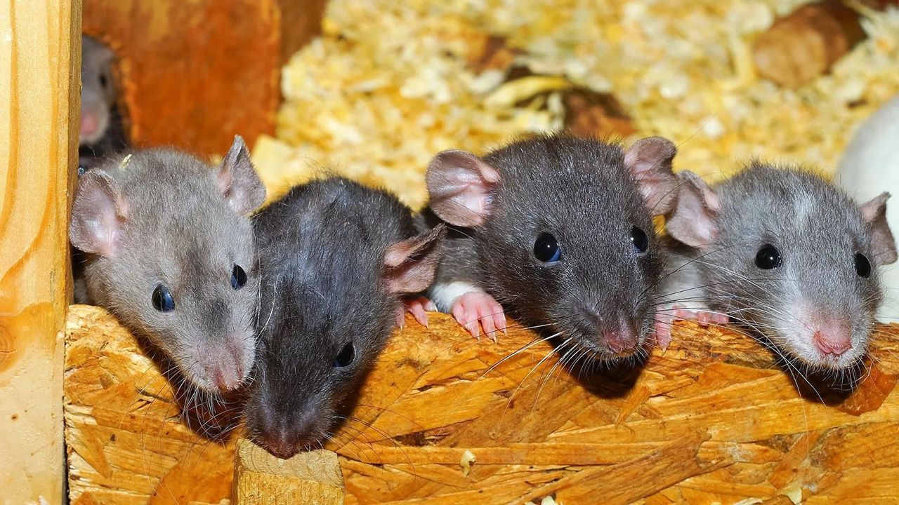 Sweden Experimenting With Rats on LSD to Cure Depression, Addiction