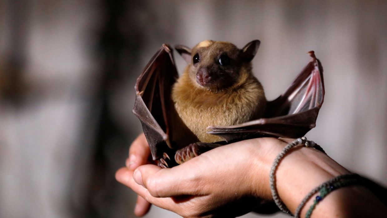 ‘Didn’t know it’s virus reservoir’: Chinese travel blogger forced to apologize for eating BAT on camera