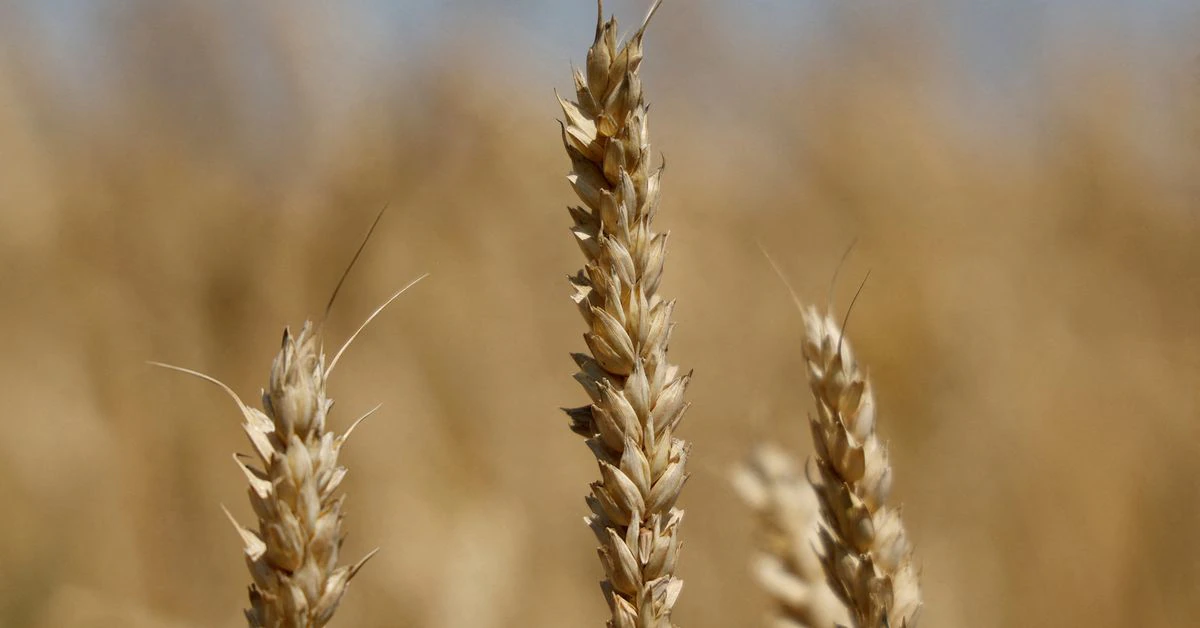 Ukraine-Russia grains deal to be signed in Turkey this afternoon - U.N.