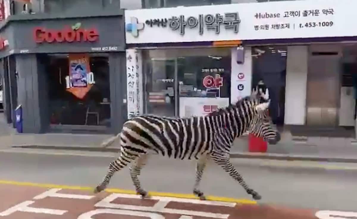 Video: Thats Not A Zebra Crossing, Thats A Zebra Crossing The Road