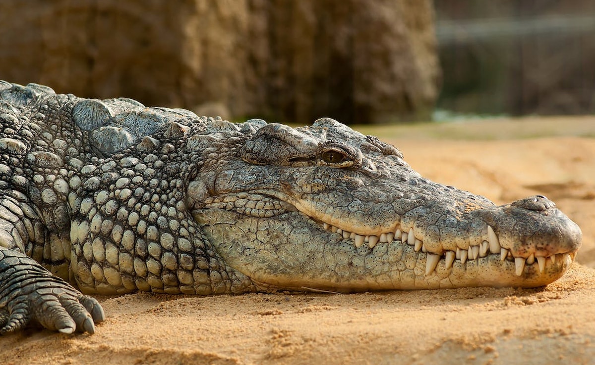 Man Sticks Fingers Inside Crocodile's Eyes To Free Himself During Attack